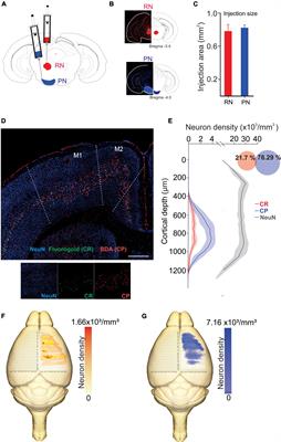 Different subtypes of motor cortex pyramidal tract neurons projects to red and pontine nuclei